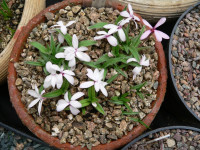 /album/fotogalerie-nabidka/rhodohypoxis-thodiana-jpg/
